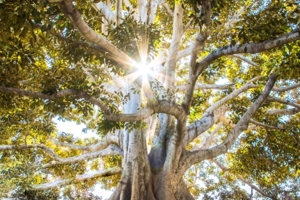 Sun shining through tree branches