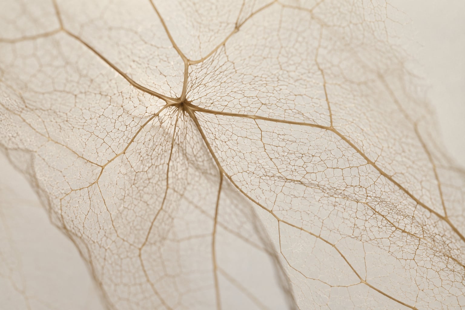Close-up of an intricate network of leaf veins symbolising fascia, the connective tissue system linking structures throughout the body.